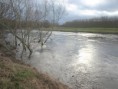 /album/my-local-birding-gallery/high-river-levels-at-dewsbury-seweage-works-jpg/